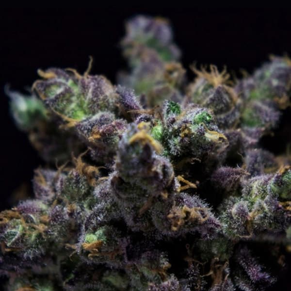 Zkiem Seed > R-Kiem Seeds | Feminized Cannabis   |  Indica